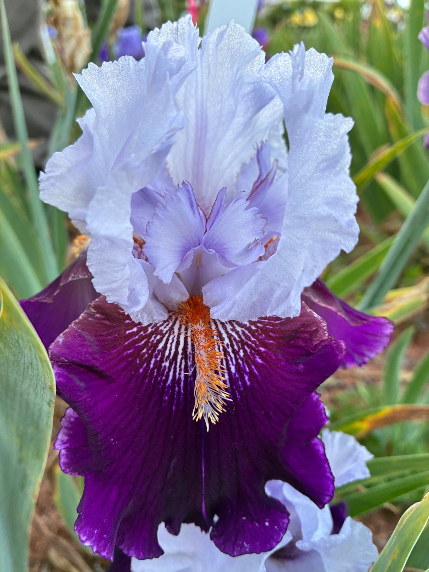 ERRATICA