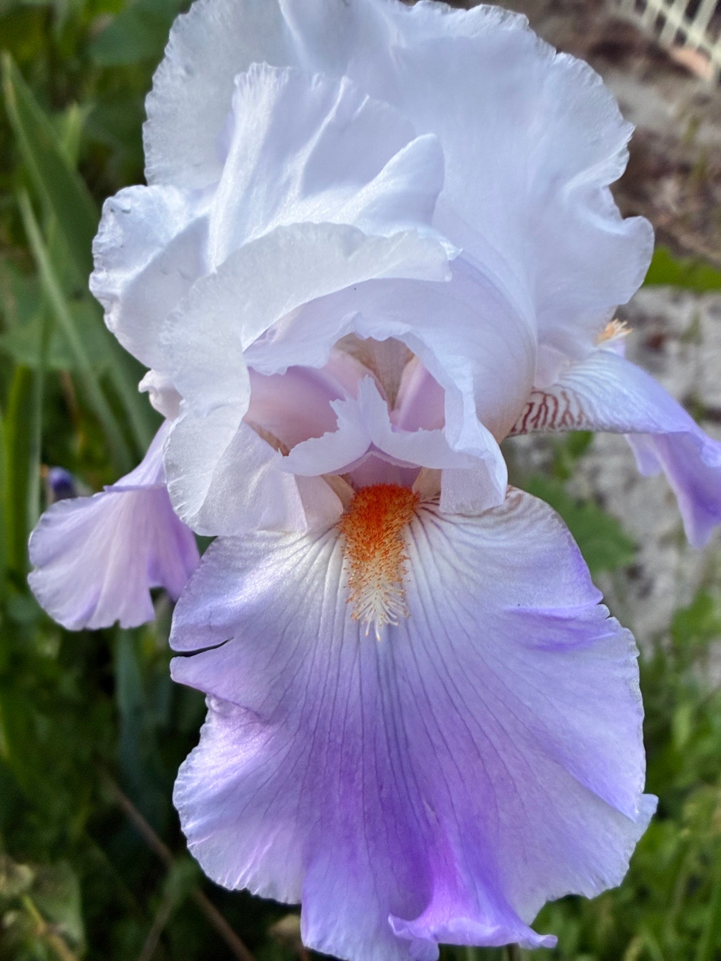 FLORAL ACT