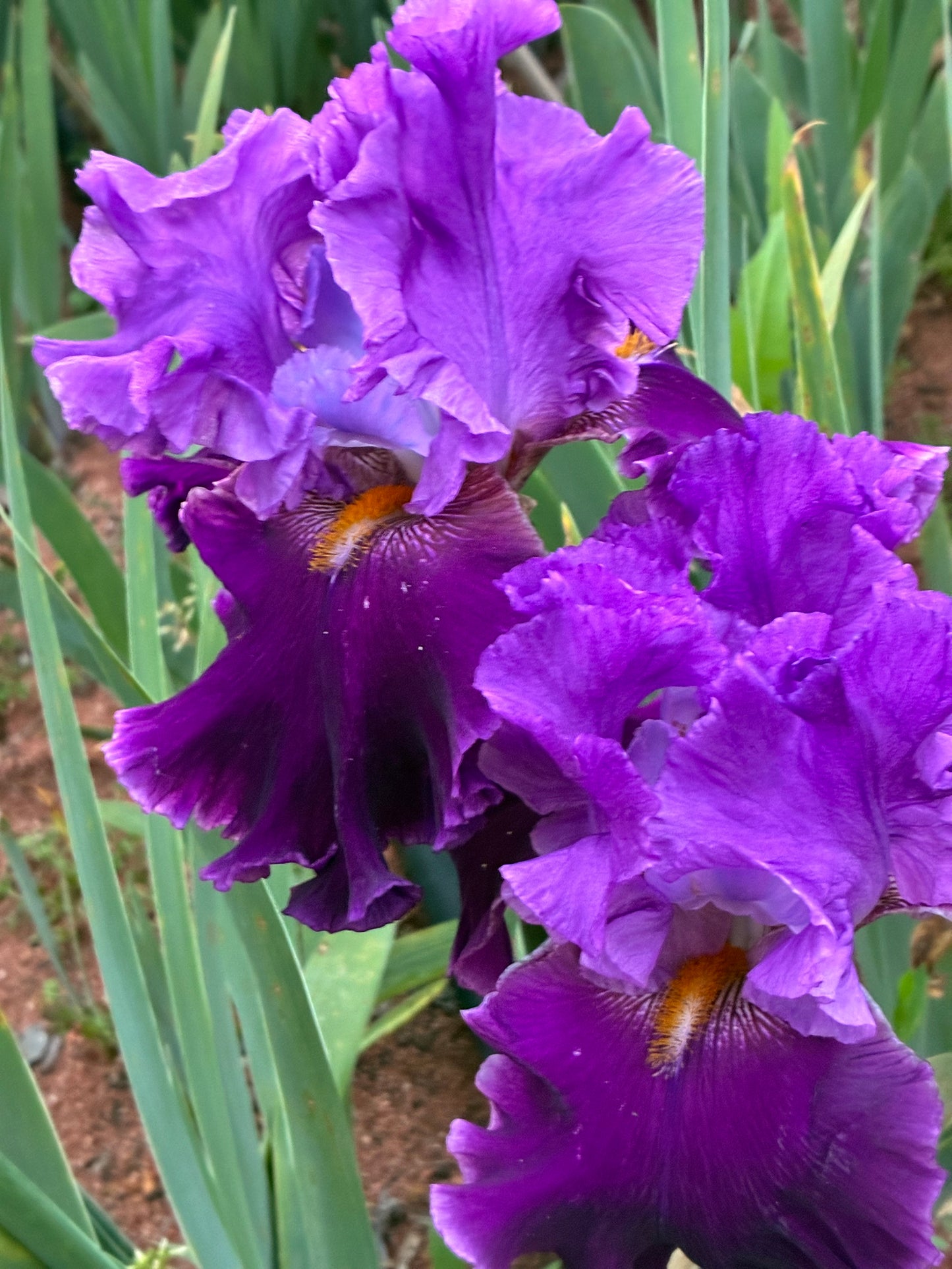LOCAL COLOUR