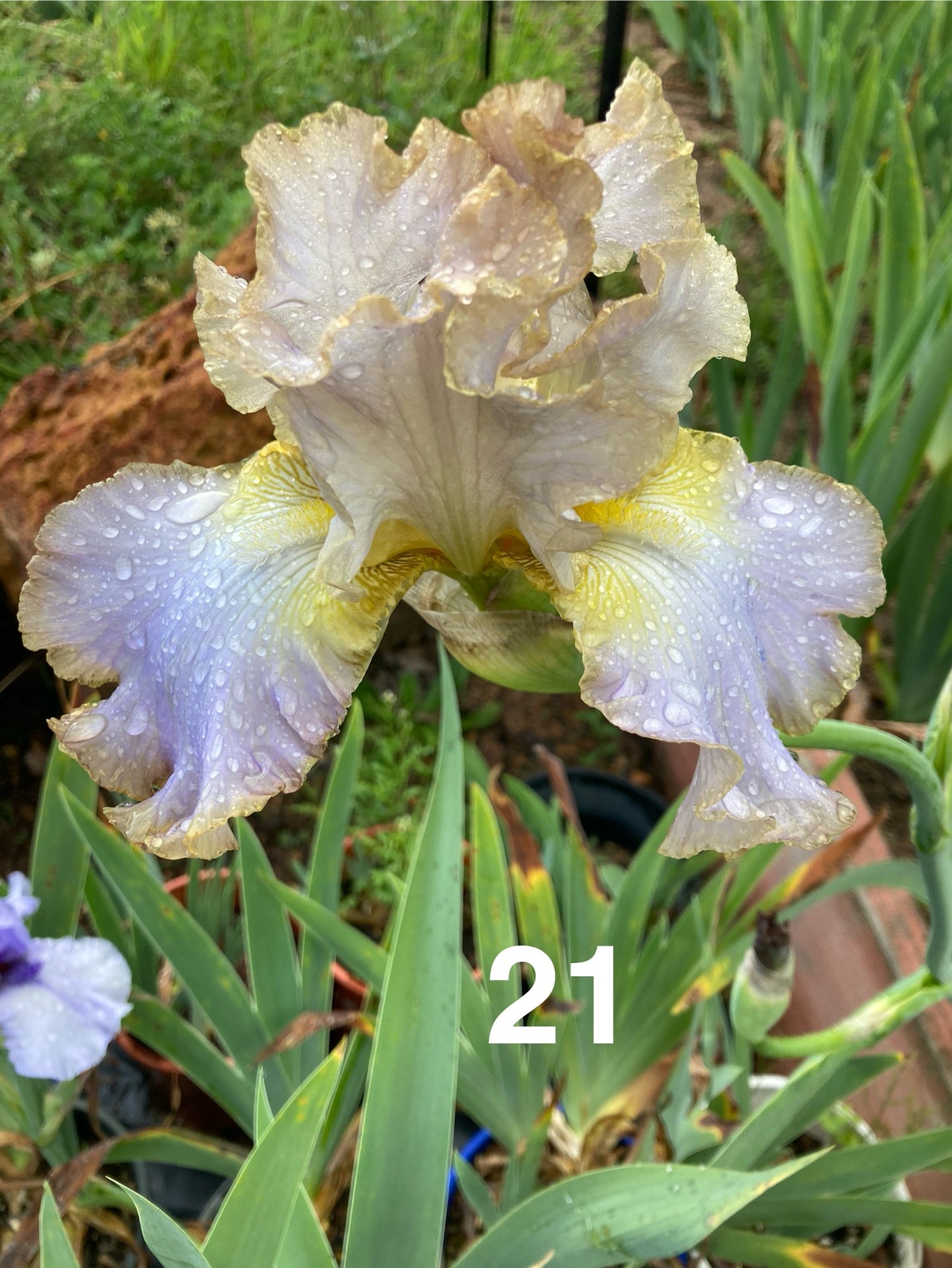 #21 RHIZOME