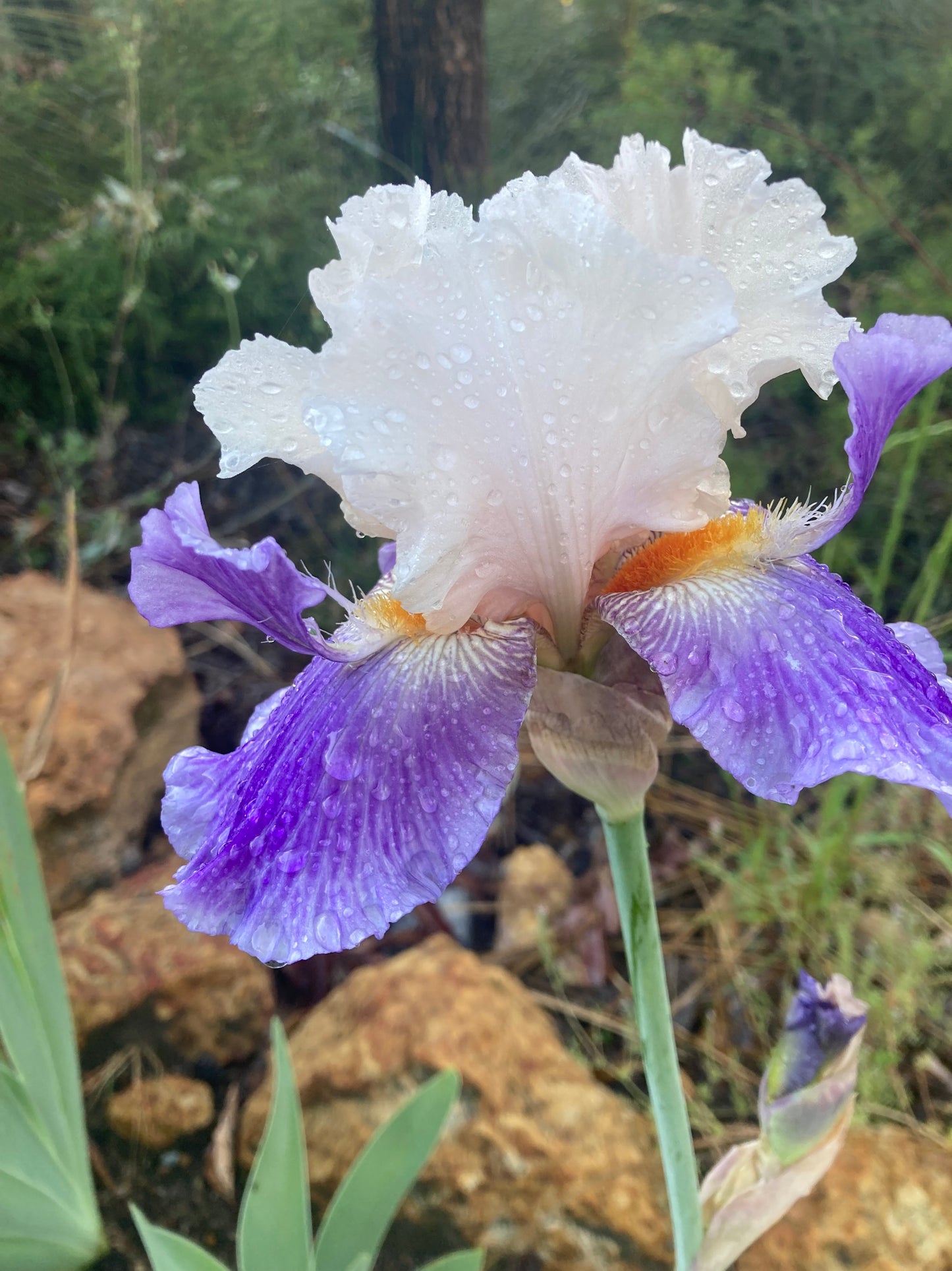 FIREBEARD RHIZOME