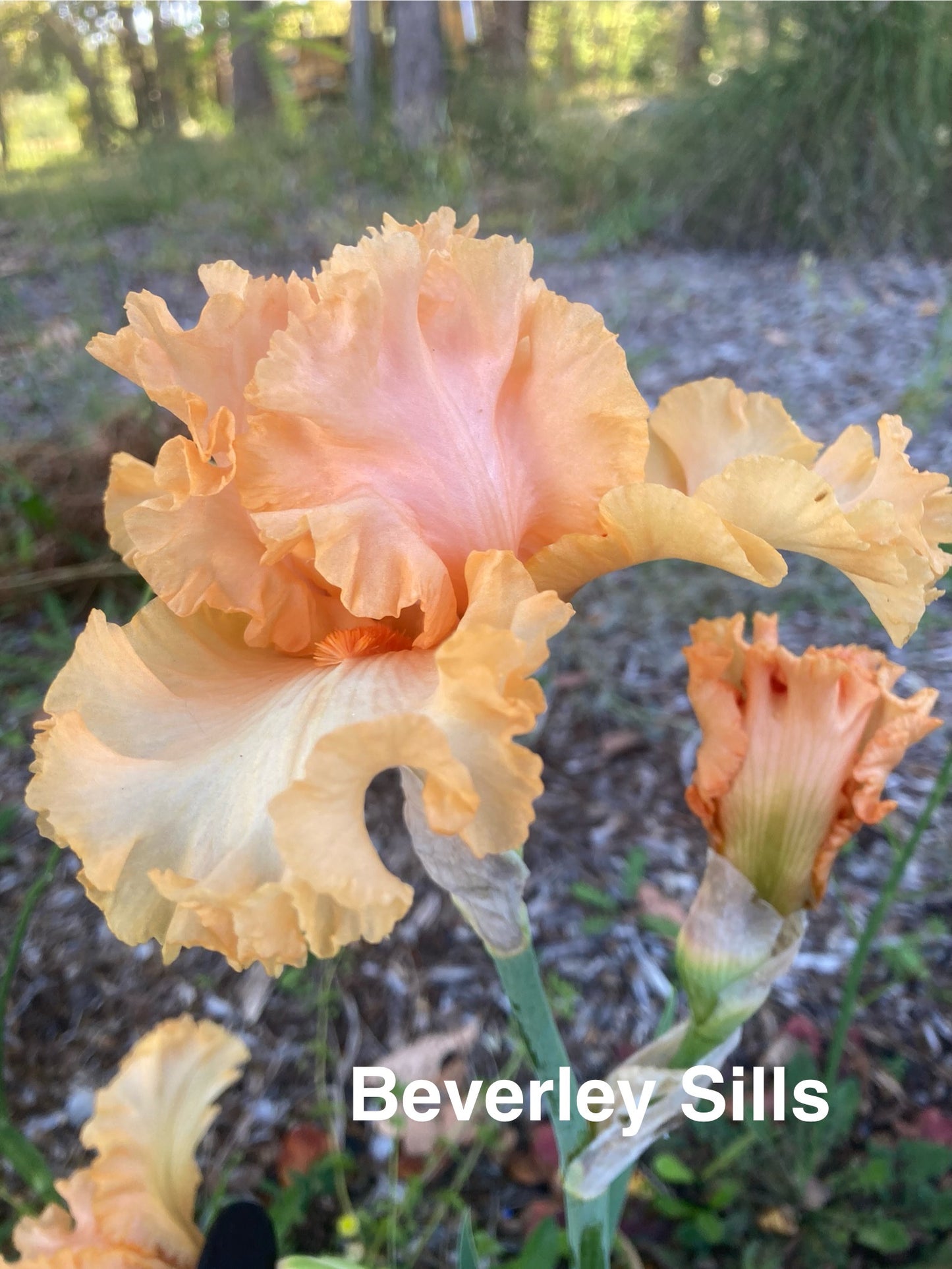 BEVERLEY SILLS RHIZOME