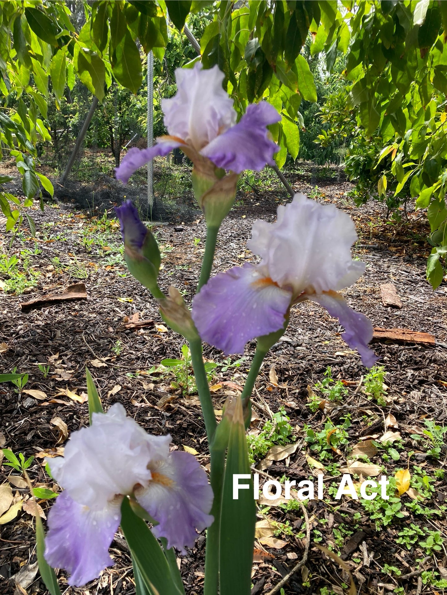 FLORAL ACT RHIZOME