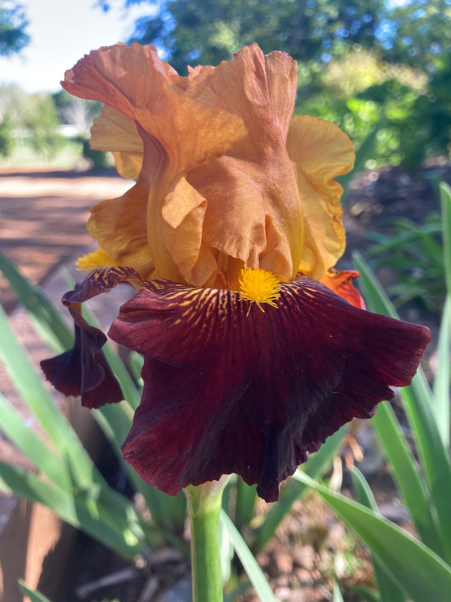 AMERICAN SWEETHEART RHIZOME
