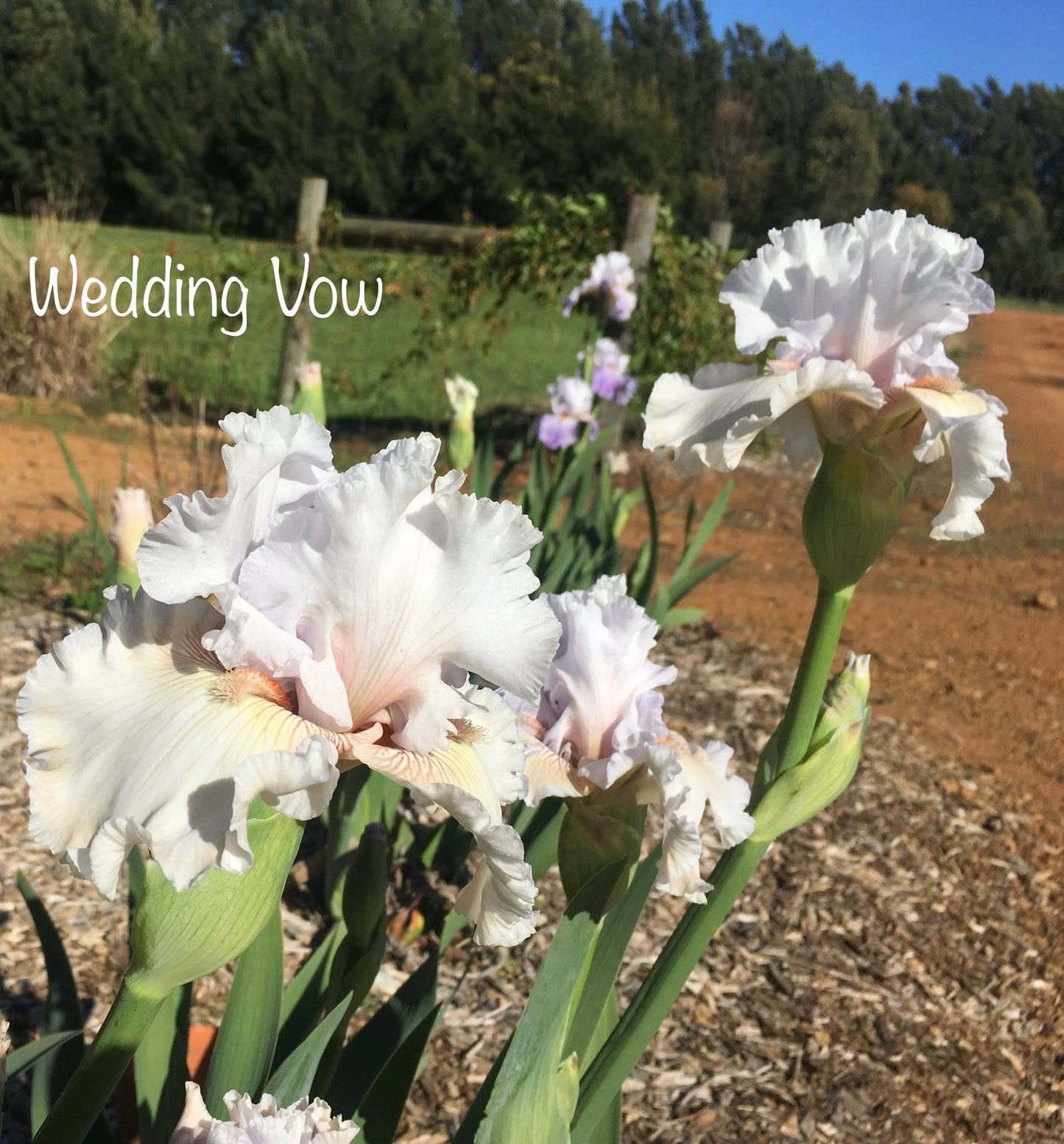 WEDDING VOW RHIZOME