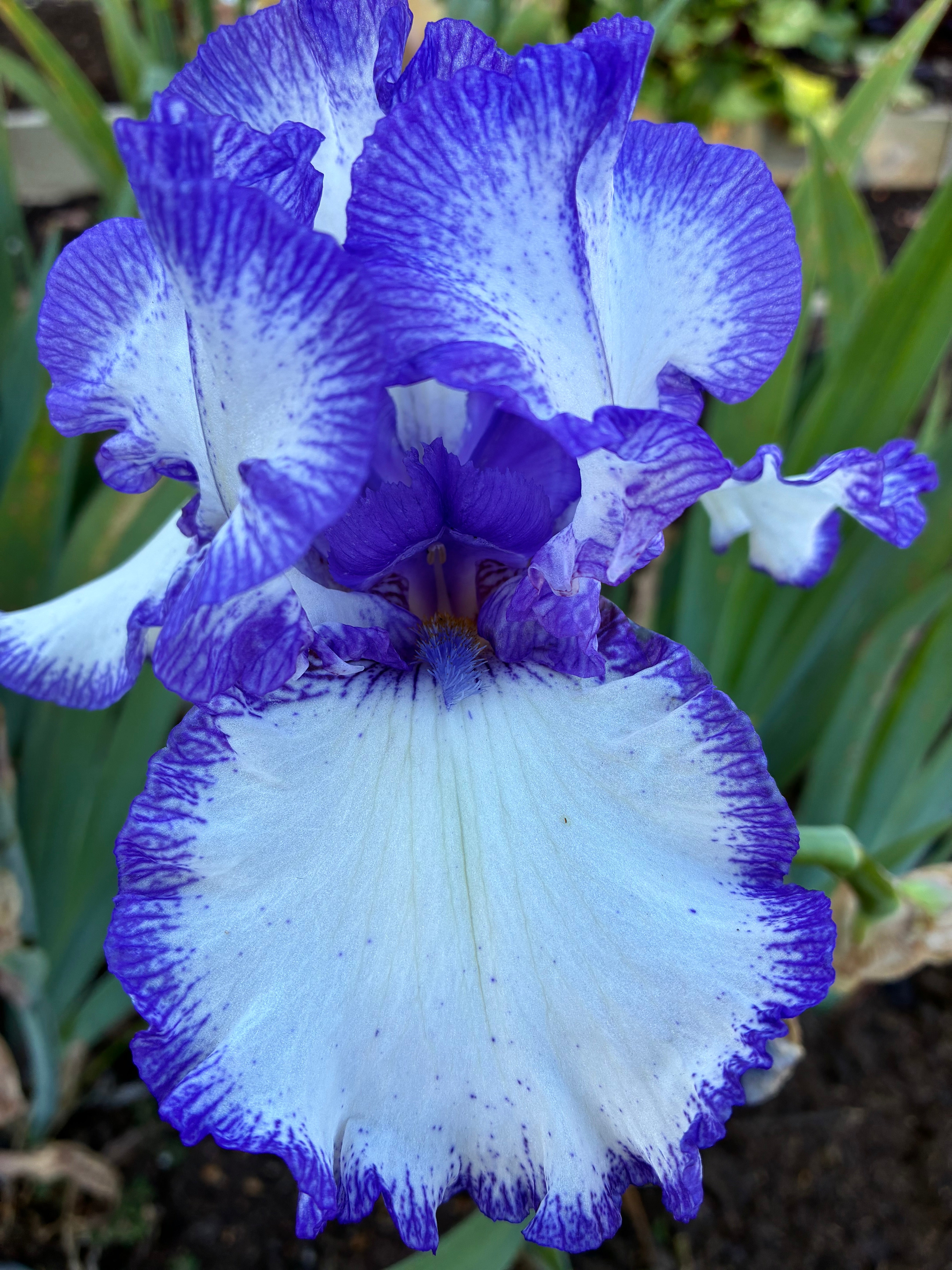 CREATIVE STITCHERY – IRIS AFFAIR