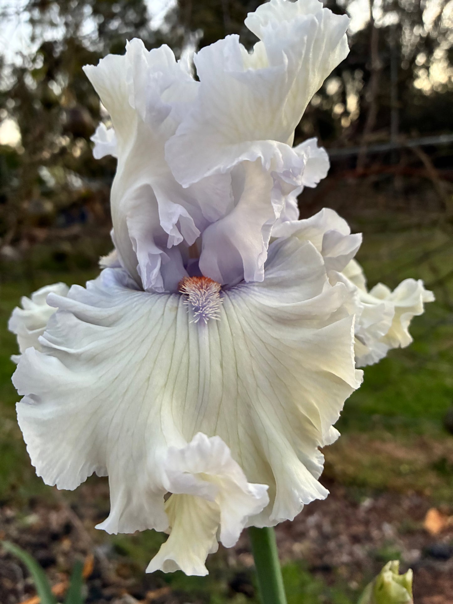 CHILDREN OF THE MIST