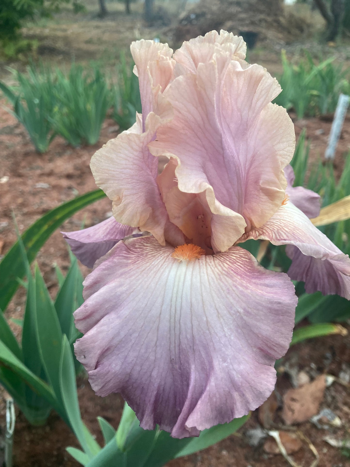 BERRY BLUSH RHIZOME