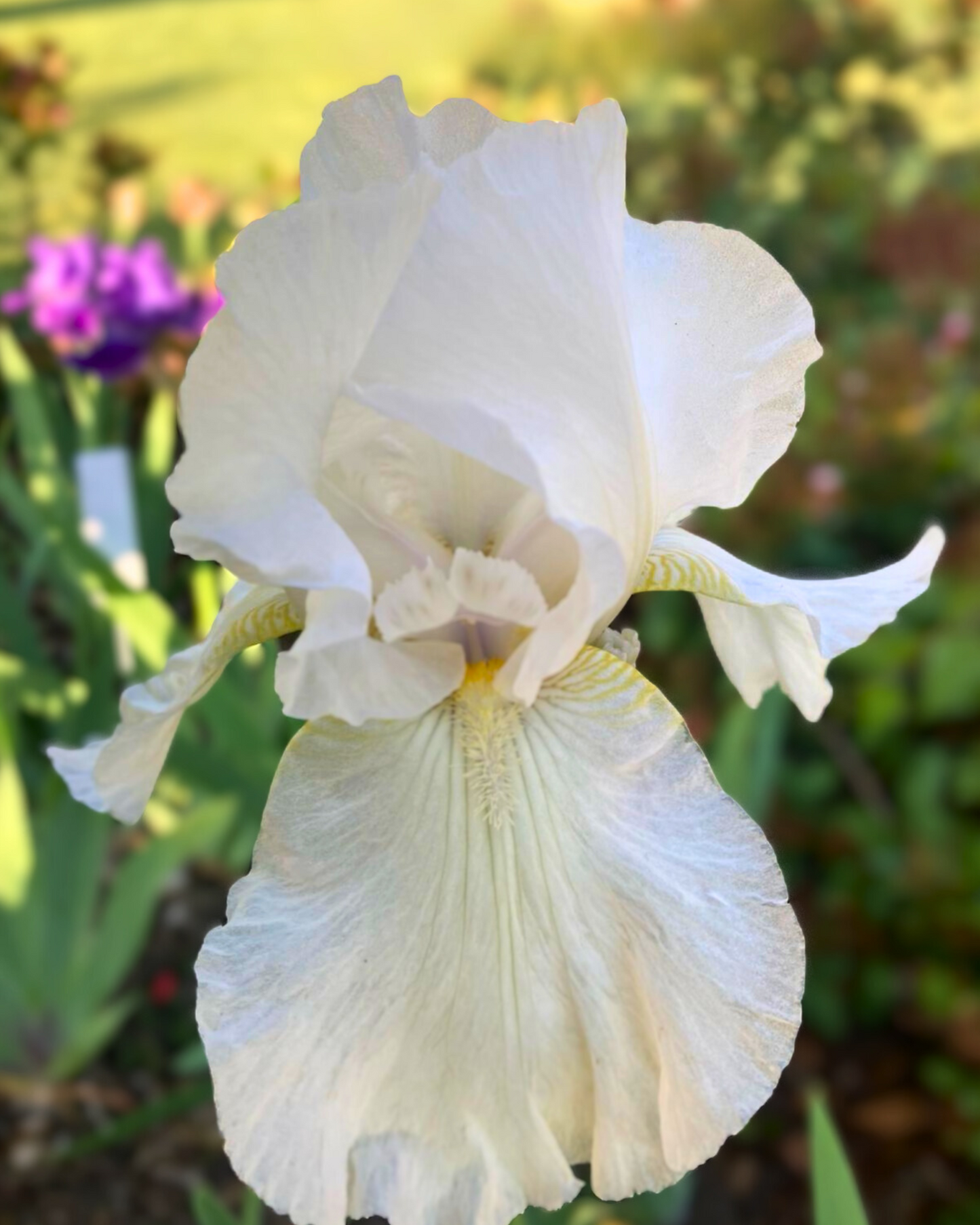 JOLIMONT RHIZOME