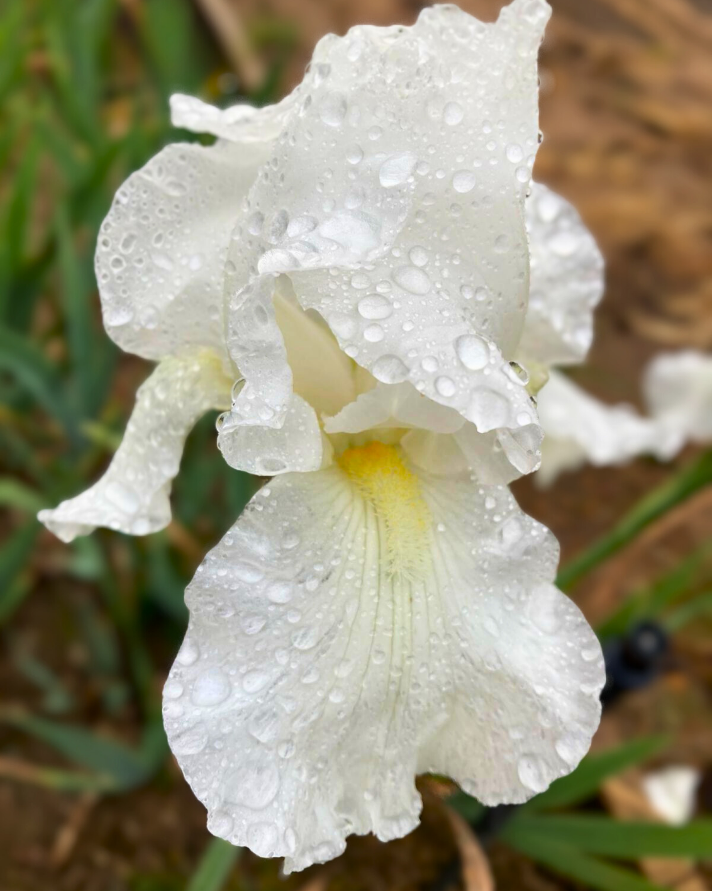 PIETY RHIZOME