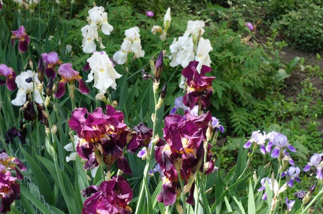 MYSTERY BAG 10 BEARDED IRIS