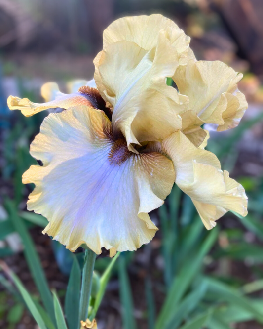 7 Common Mistakes to Avoid When Growing Bearded Irises in Australia