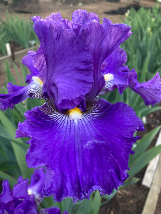 How to care for Beardes Irises for spectacular blooms ?