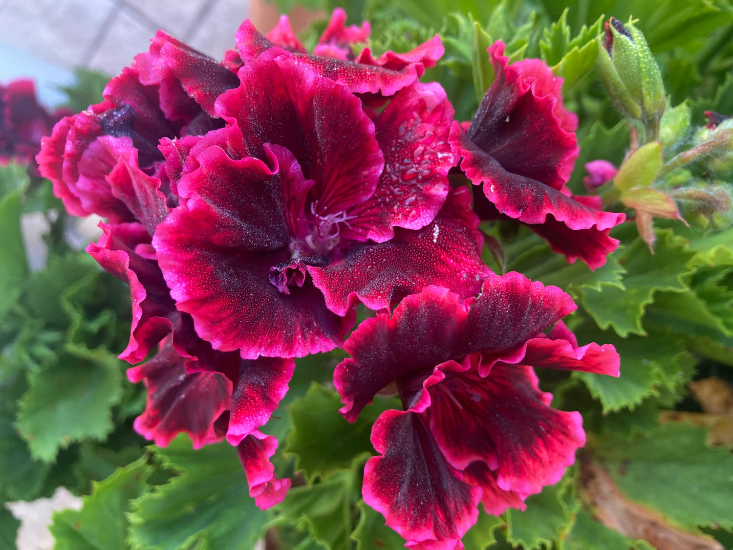 REGAL PELARGONIUMS