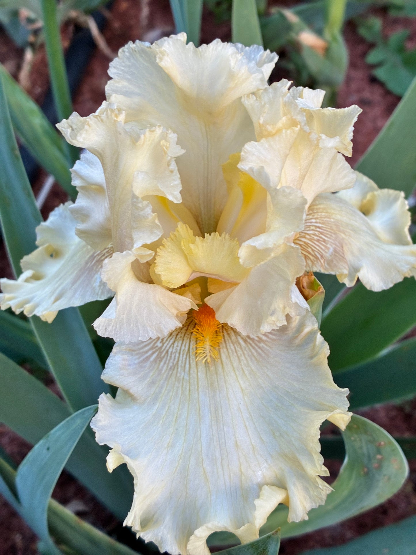 MELLOW YELLOW