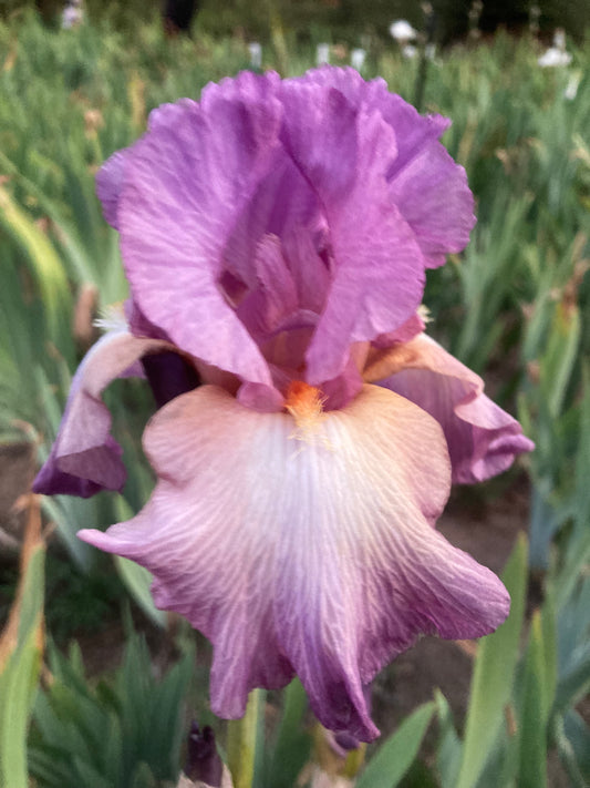 #55 RHIZOME