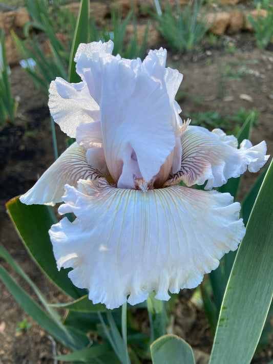 WEDDING VOW RHIZOME