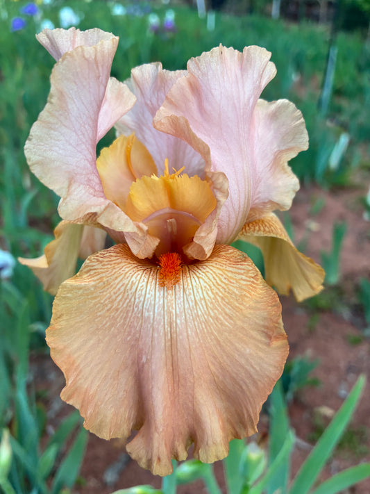 #112 RHIZOME