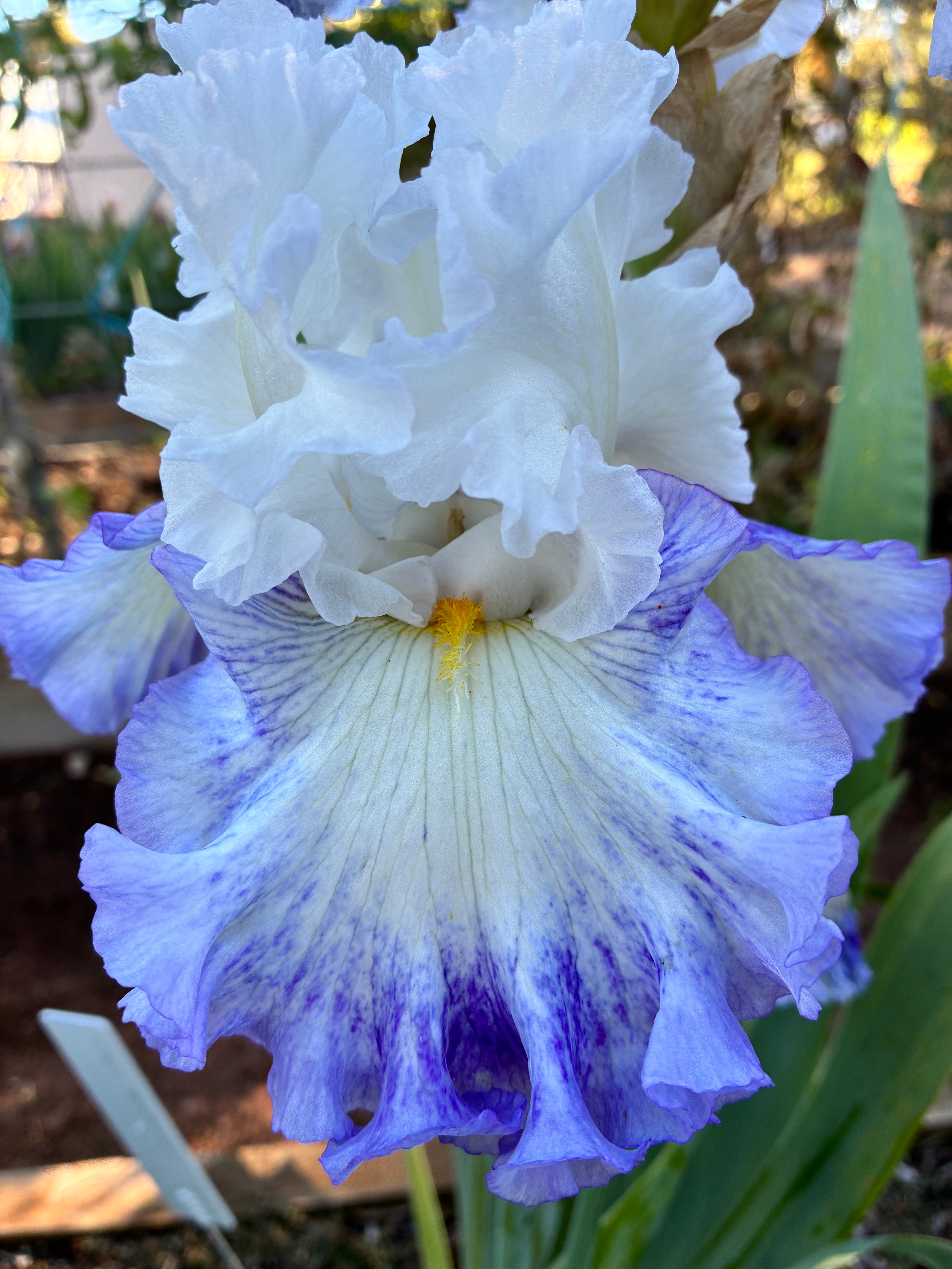 COOL RESPONSE – IRIS AFFAIR