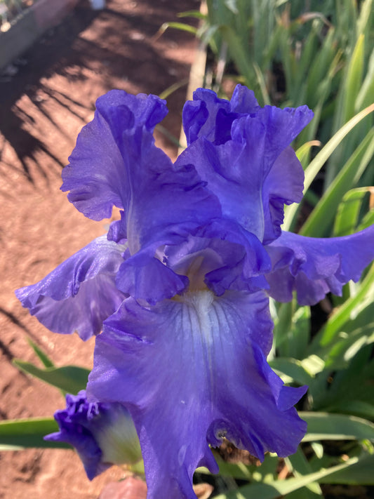 FAIR DINKUM IRIS RHIZOME