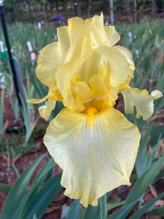 #53 RHIZOME