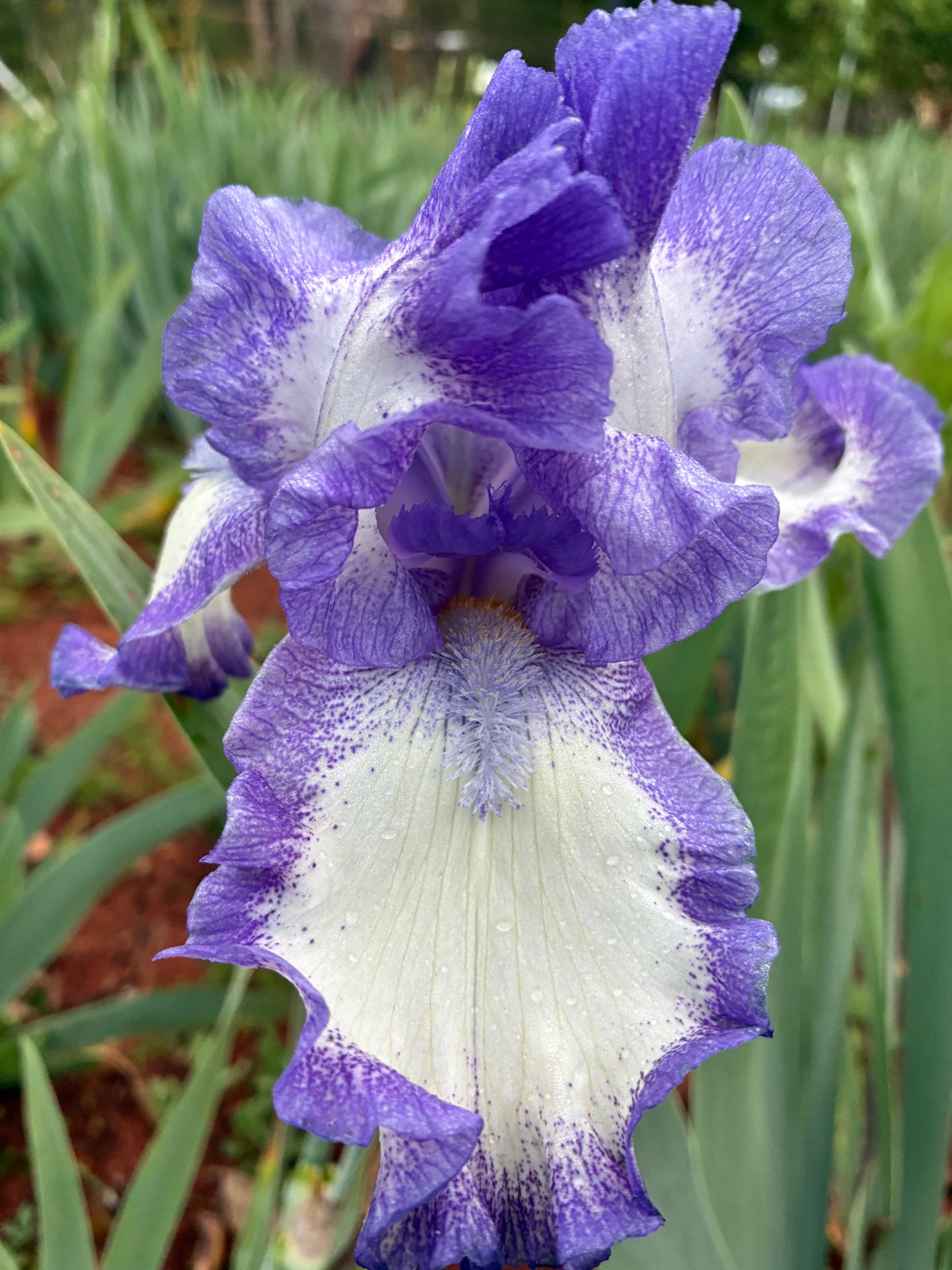 ROCOCO