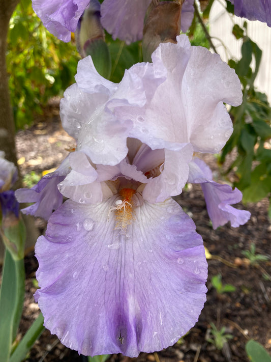 FLORAL ACT RHIZOME