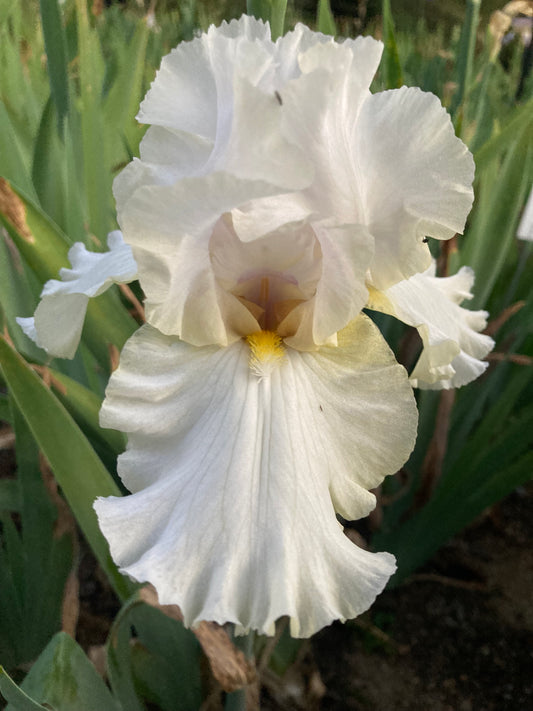 #56 RHIZOME