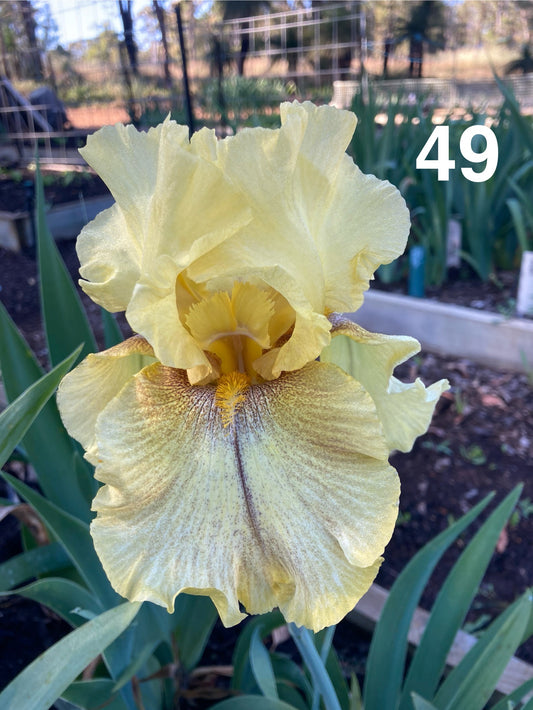 IRIS RHIZOME #49
