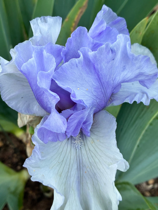 PERFECT COUPLE