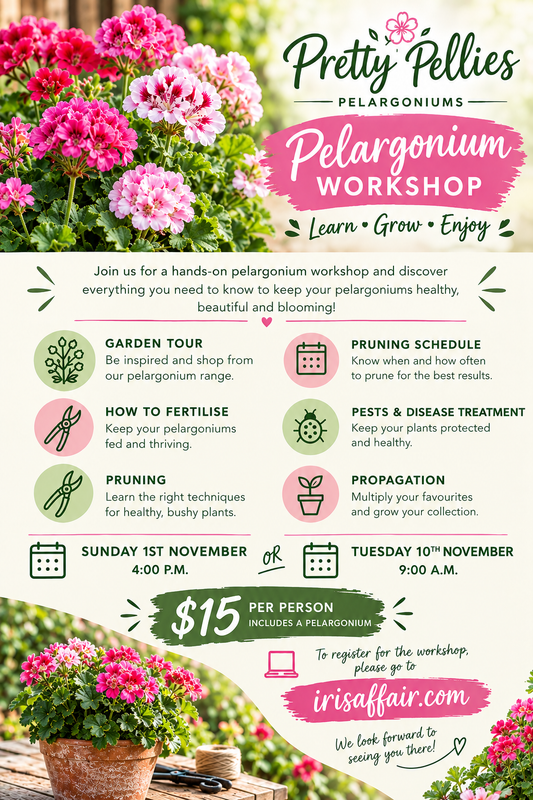 PELARGONIUM WORKSHOP