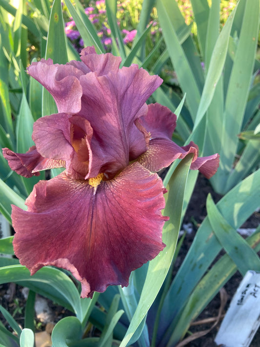 #26 RHIZOME