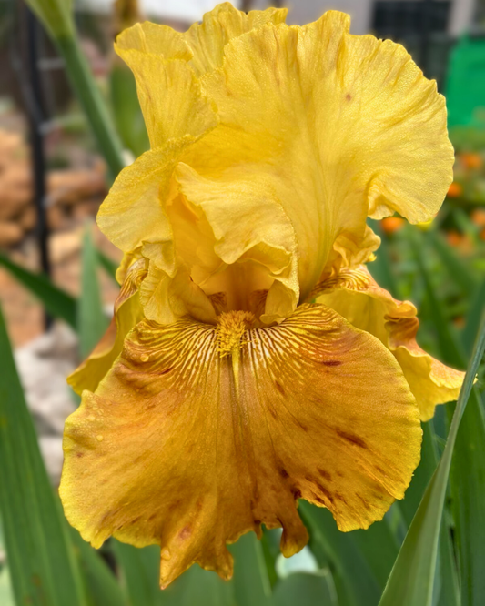 BRANDY SIPPER RHIZOME
