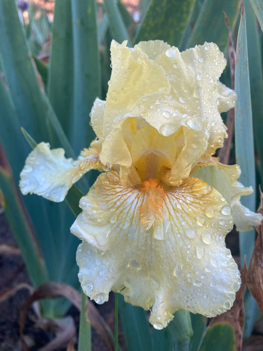 MELLOW YELLOW RHIZOME