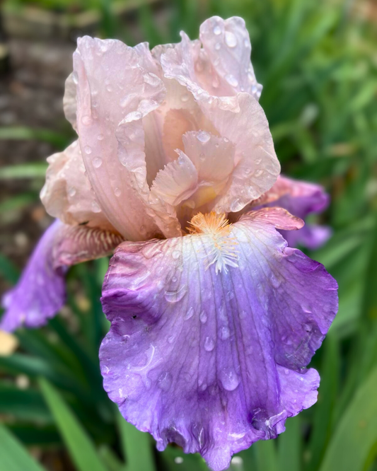 CELEBRATION SONG RHIZOME