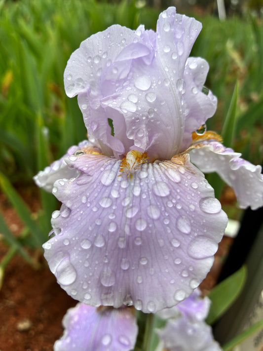 LAVENDER RUFFLES