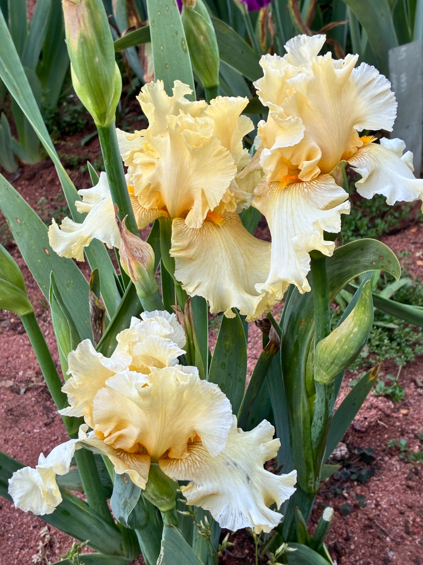 MELLOW YELLOW