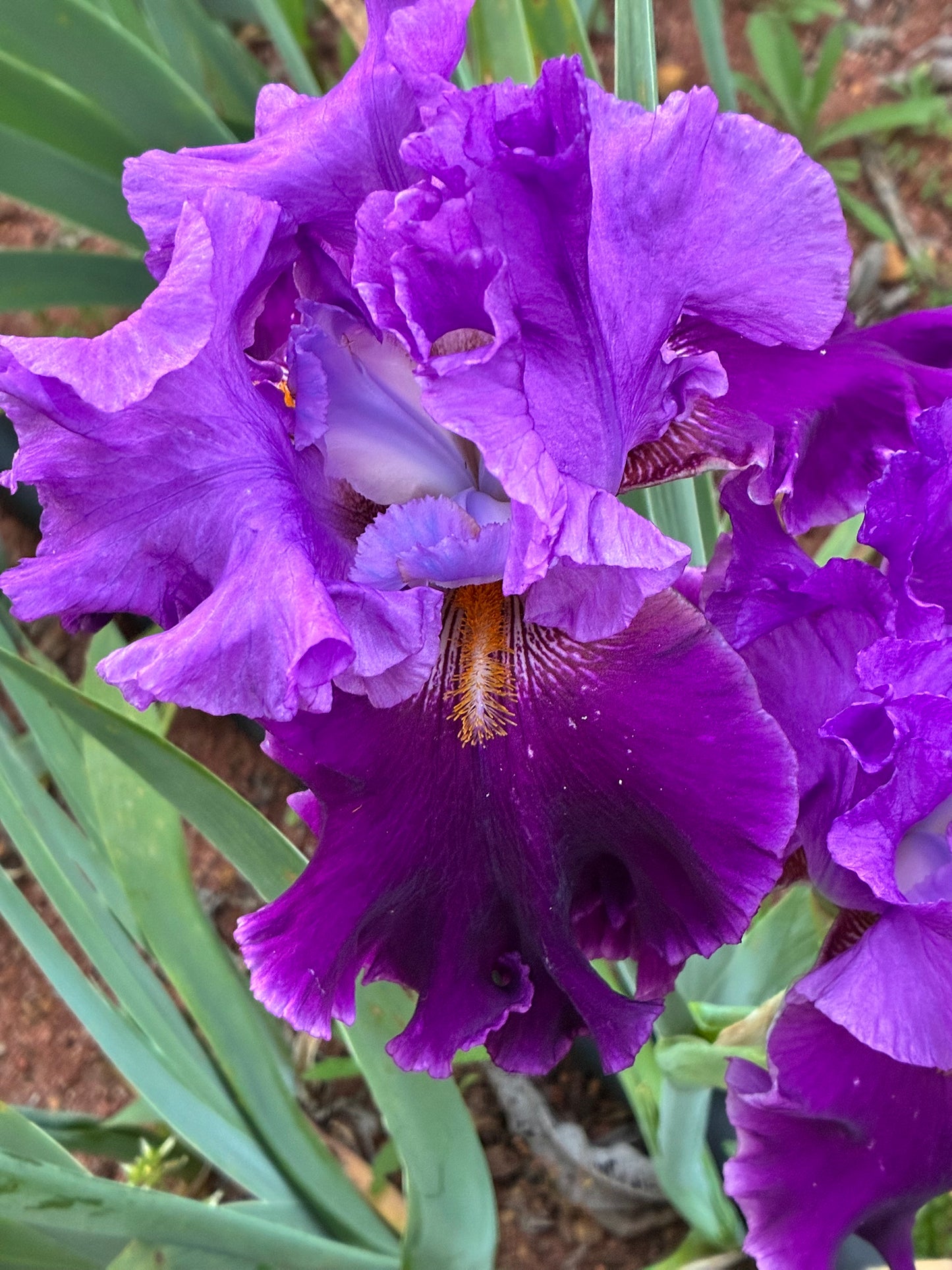 LOCAL COLOUR