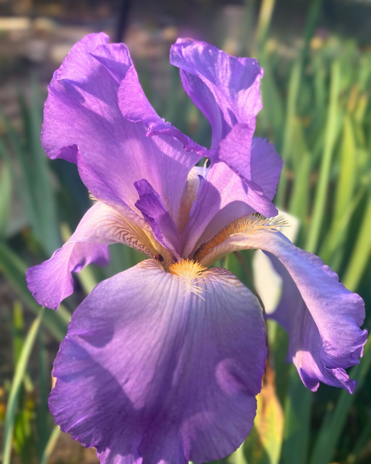ELECTRA RHIZOME