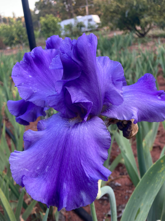 YAQUINA BLUE