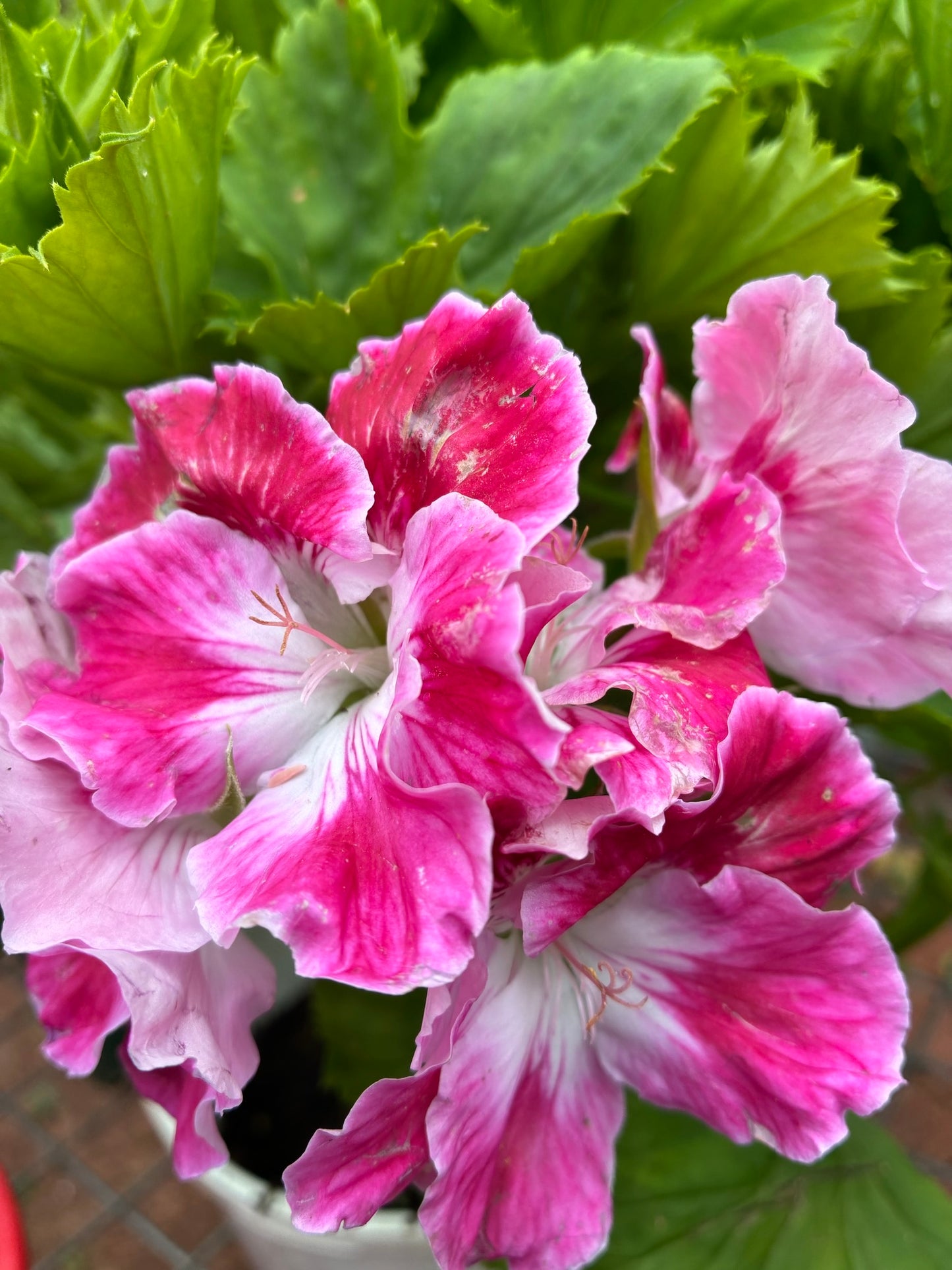 Harpers Duchess