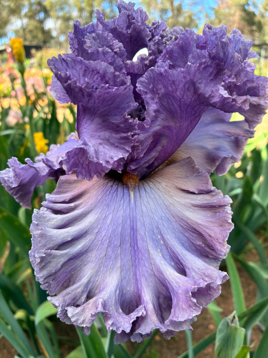Taffeta Princess