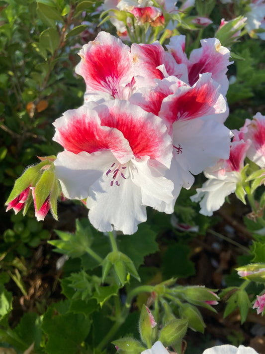 First Blush