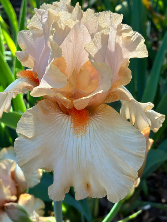 CINDERELLA’S COACH