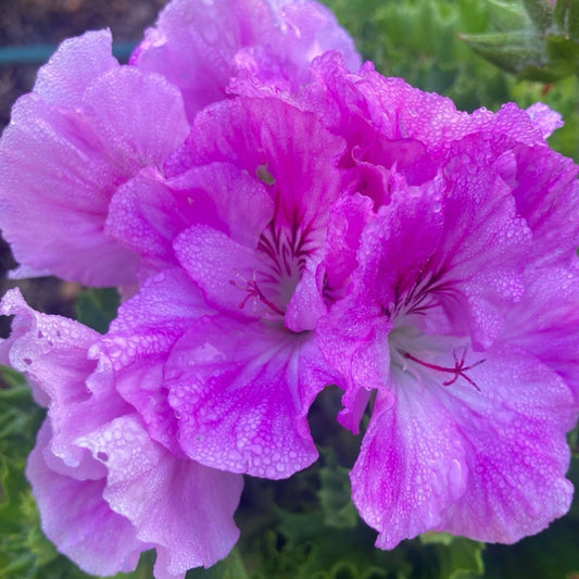 Lavender Beauty