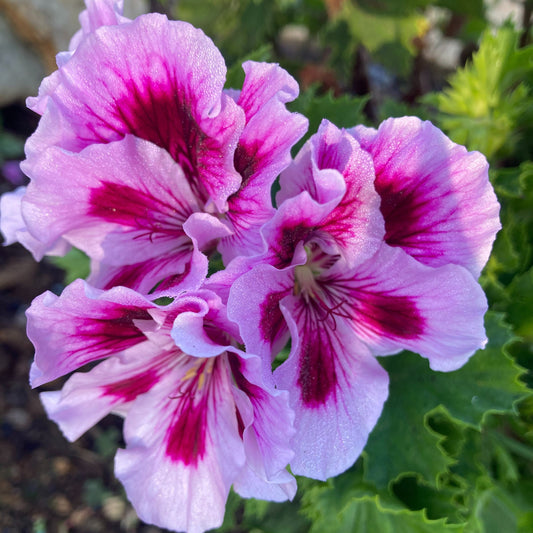 Lilac Star