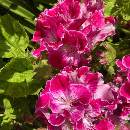Mexicali Rose