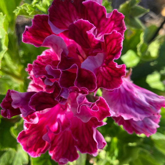 Palmyra Plum