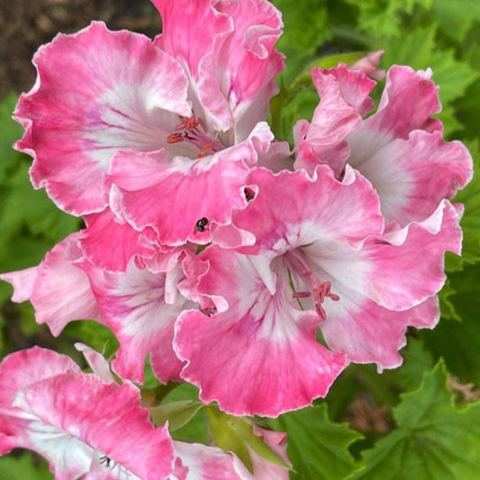 Palmyra Princess