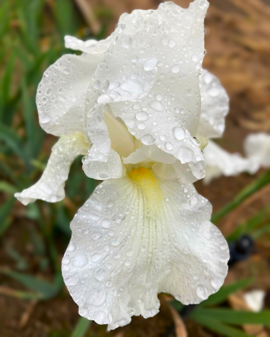 PIETY RHIZOME